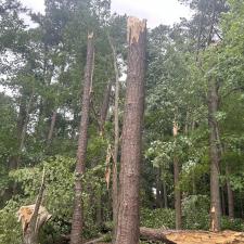 Front-Yard-Cleared-Out-Storm-Damage-in-Denton-MD 11